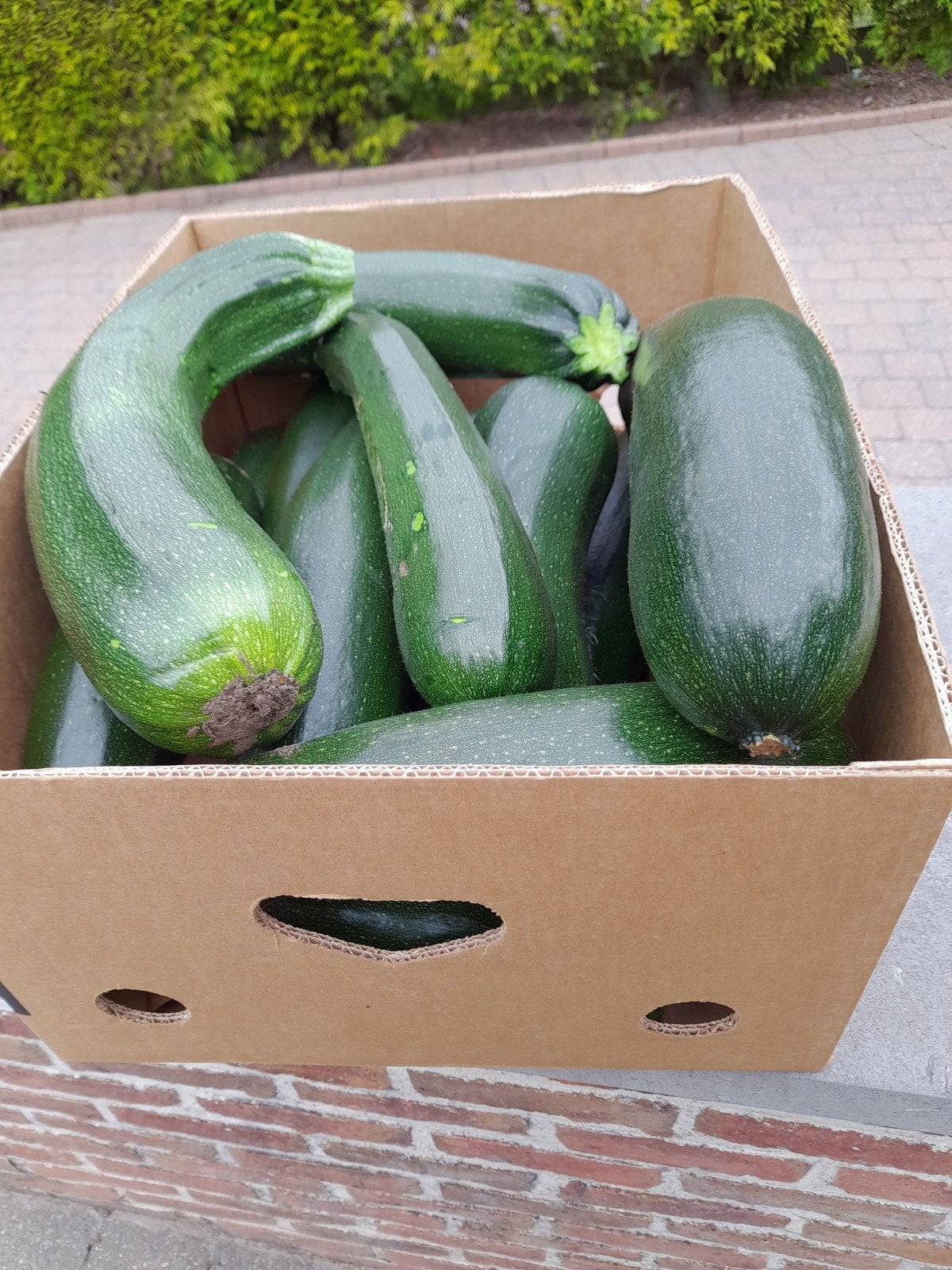 courgetten bio 0,50€/stuk, Tuin en Terras, Ophalen