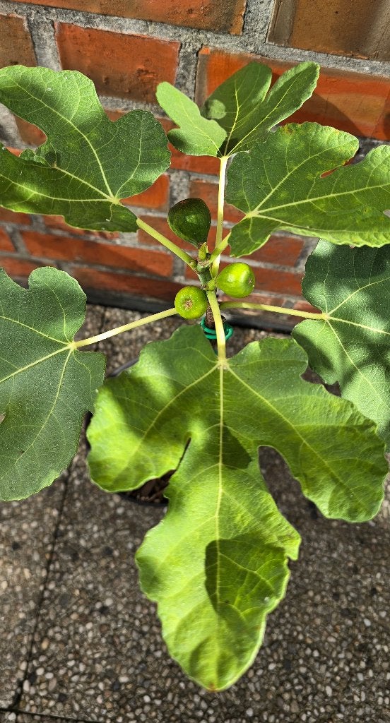 Vijgenboom 'BROWN TURKEY' vijgen boom Ficus Carica 1v3, Ophalen, Lente, Volle zon, In pot