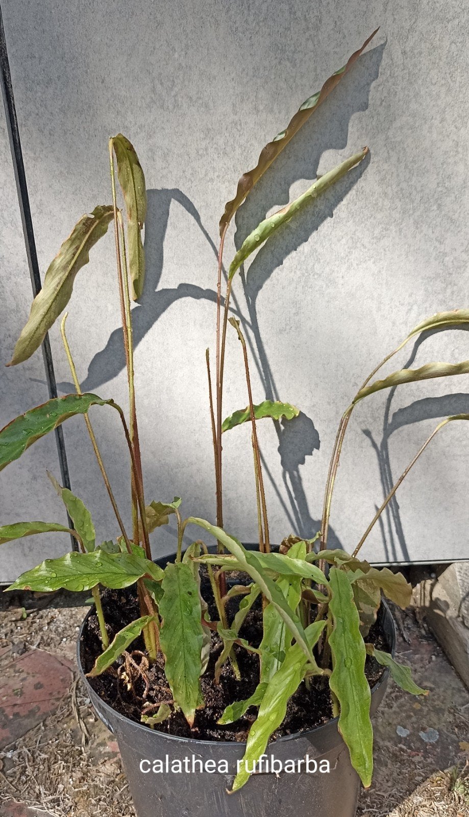 plante d'intérieur, 1 pièce, Enlèvement