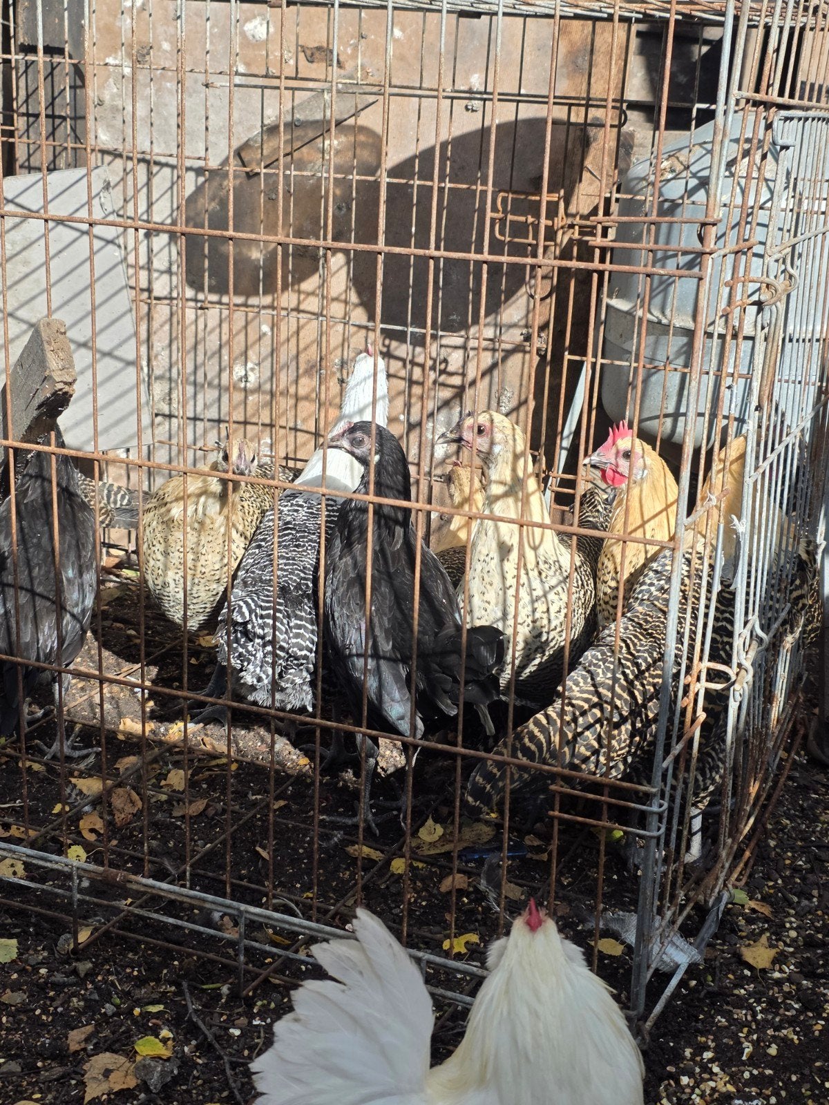 À vendre : 10 poules pondeuses 
10 jeunes poules pondeuses, Enlèvement ou Envoi
