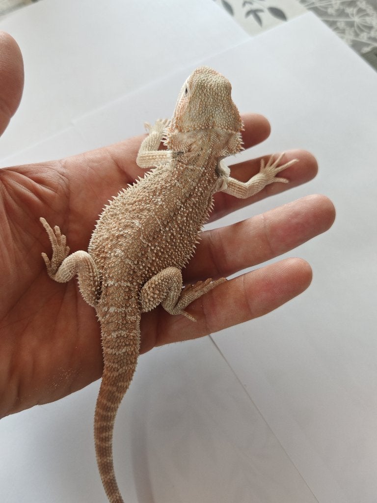 Jonge baardagamen geboren mei 2026, Dieren en Toebehoren, Reptielen en Amfibieën, Hagedis, 0 tot 2 jaar
