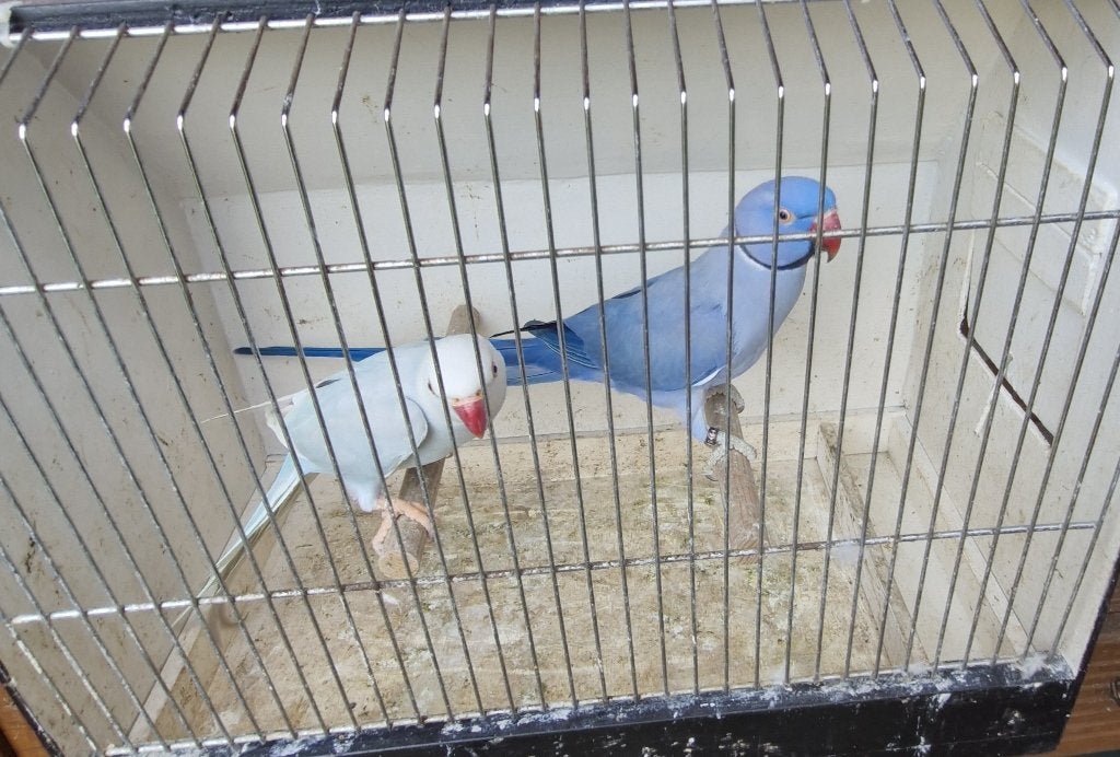 Halsband parkieten, Plusieurs animaux, Perruche, Bagué