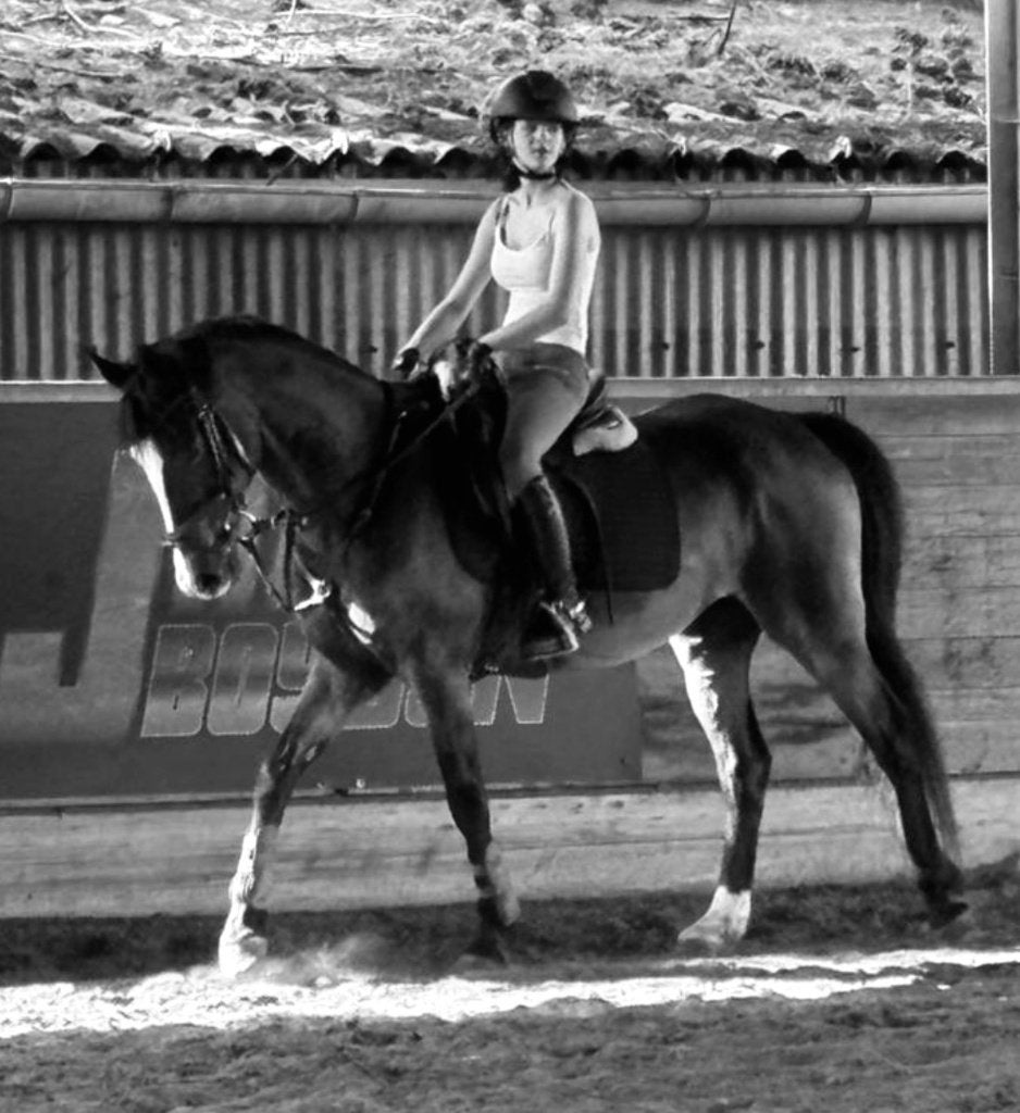 Knappe brave ruin te koop, Avec pedigree, 11 ans ou plus, Hongre, Poney D (1.37 m à 1.48m)