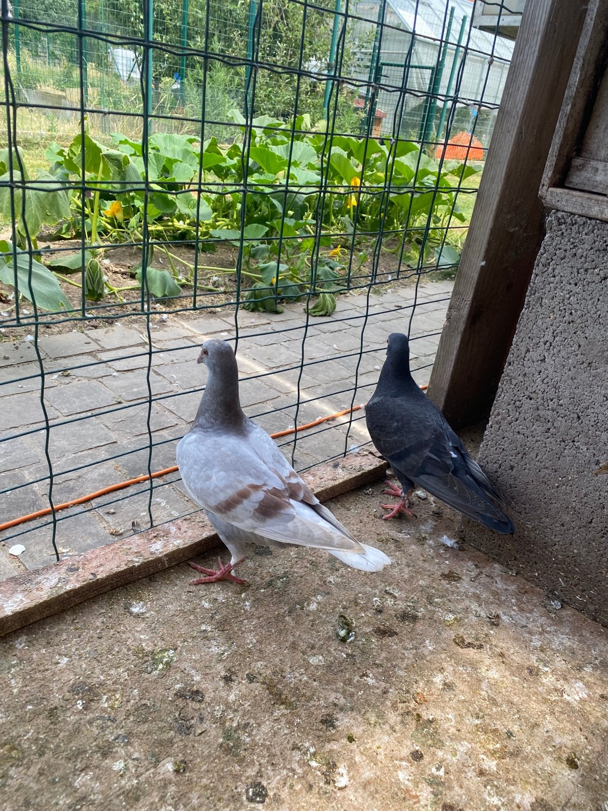 Vaal zomer jong, Dieren en Toebehoren, Vogels | Duiven, Mannelijk, Postduif
