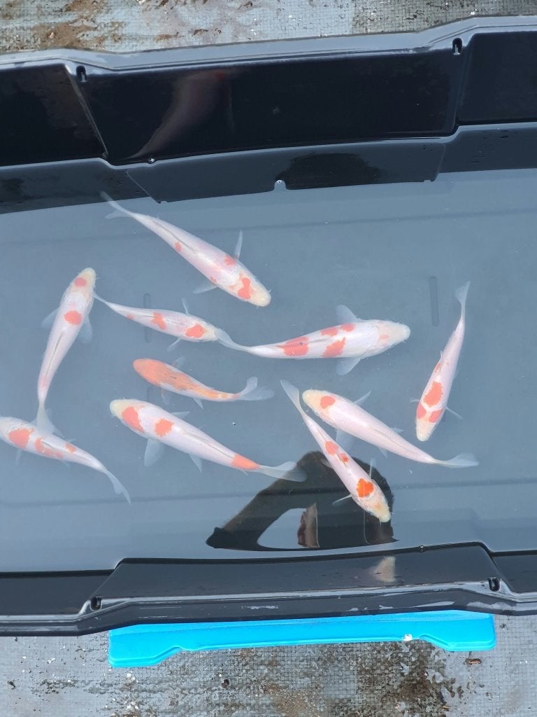 Dernière chance ! Tancho et Kohaku (10 koi), Carpe ou Koï
