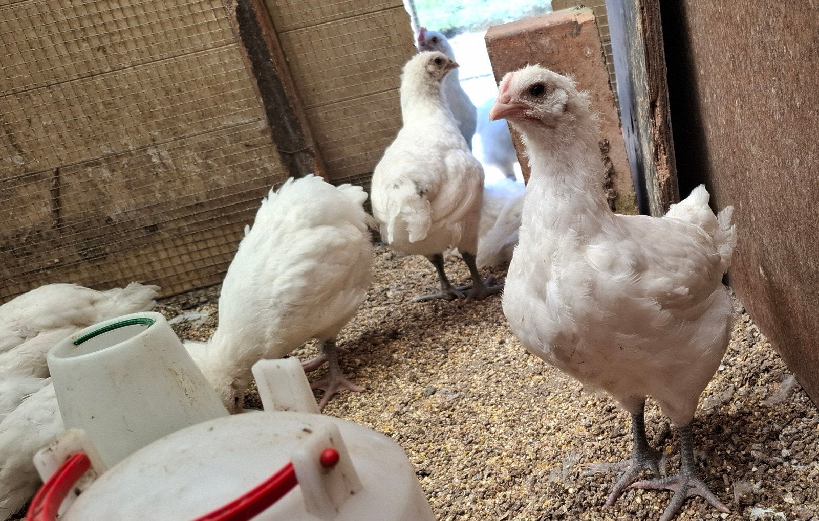 Poule de bresse, jeunes poules, couleur blanche, race pure, Femelle, Poule ou poulet