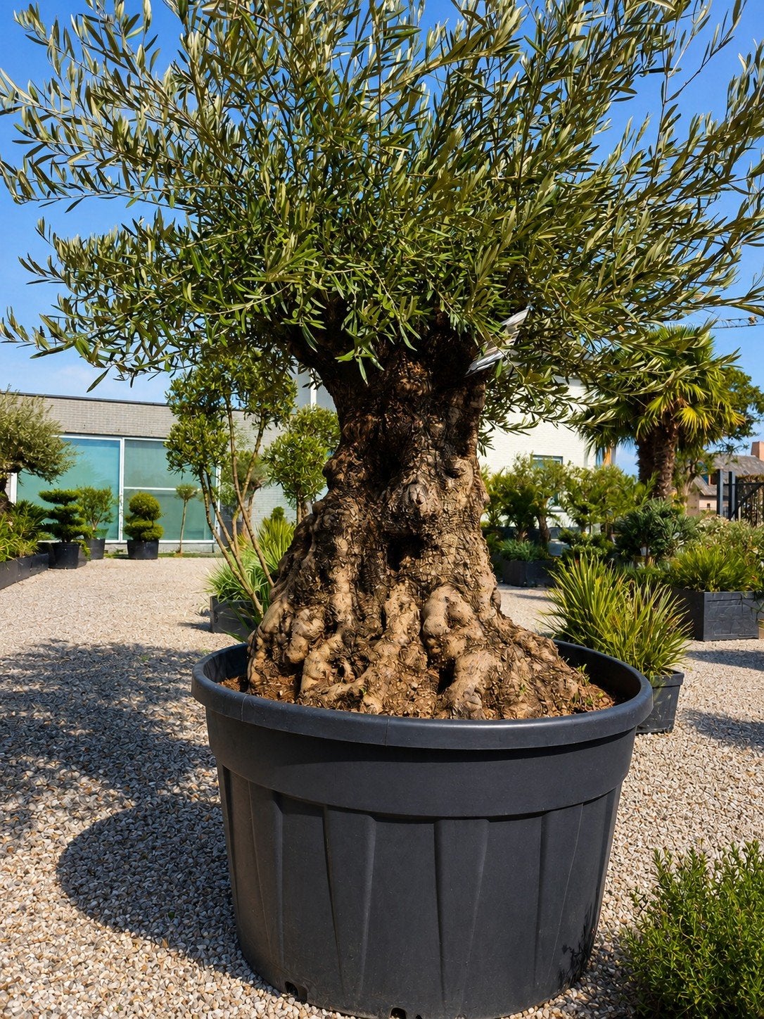 Prachtige olijfboom Olea Europaea Bonsai, Tuin en Terras, Planten | Bomen, Ophalen, Olijfboom