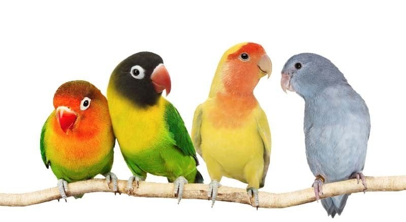 wij zoeken jonge baby's Valkparkieten en Agapornissen, Dieren en Toebehoren, Geringd
