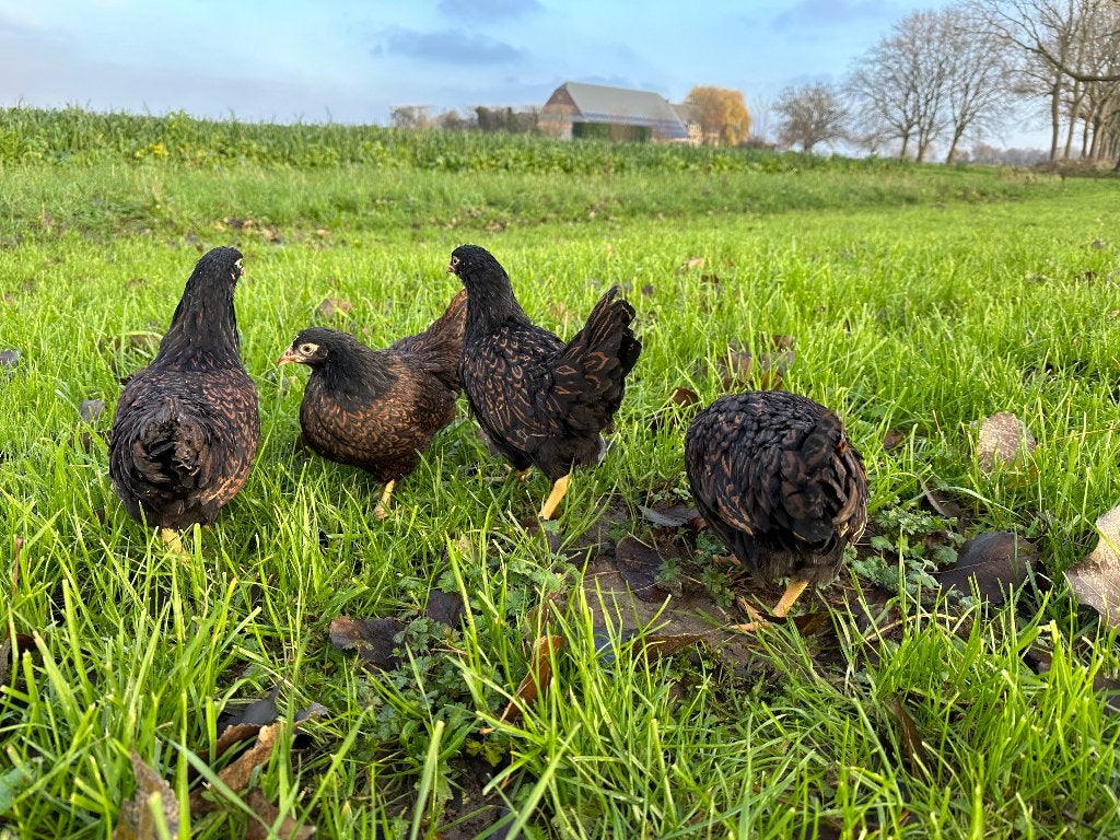 Jonge Barnevelder kriel bruin gezoomd gesekst en ingeënt, Dieren en Toebehoren, Pluimvee, Vrouwelijk, Kip