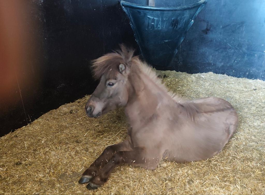 Mini Horse NMPRS ruin, Ruin