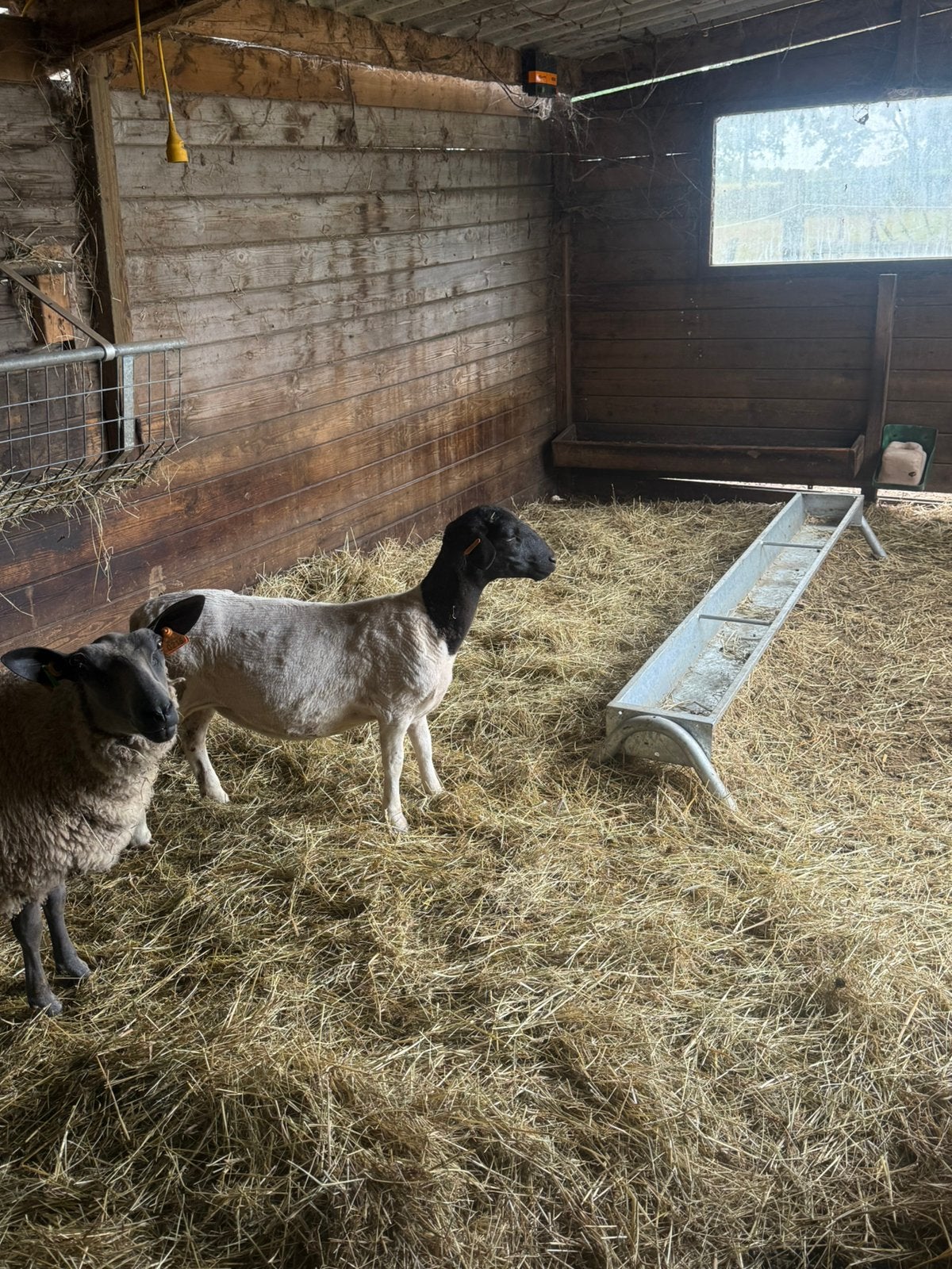 Schapen, Dieren en Toebehoren, Schapen, Geiten en Varkens, Vrouwelijk, Schaap, 0 tot 2 jaar