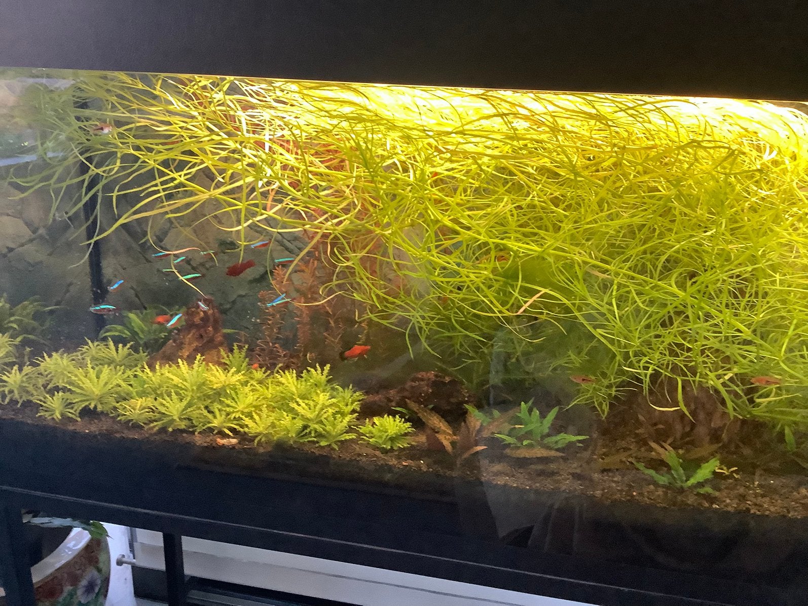 Aquarium plant, Dieren en Toebehoren, Ophalen, Zo goed als nieuw, Oase
