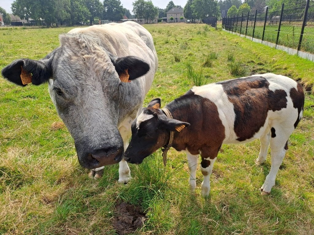 BWB stamboek koe met kalf, Dieren en Toebehoren, Runderen, Vrouwelijk
