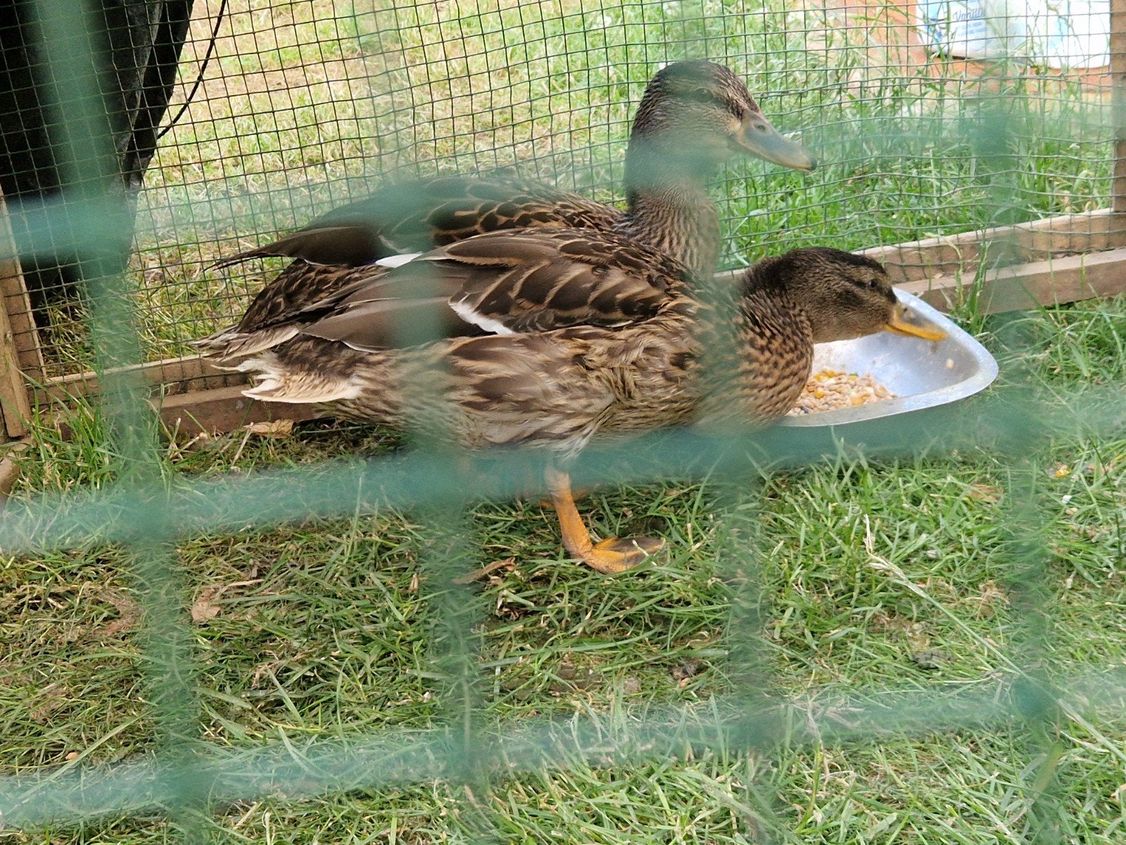 Wilde eend, Dieren en Toebehoren, Pluimvee, Eend