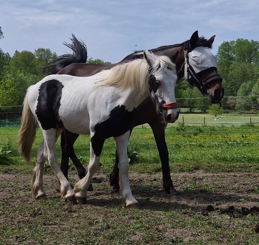 Lief Aanhankelijk hengst 1 jaar met maanogen, Vermifugé, Moins de 160 cm, Étalon, 0 à 2 ans