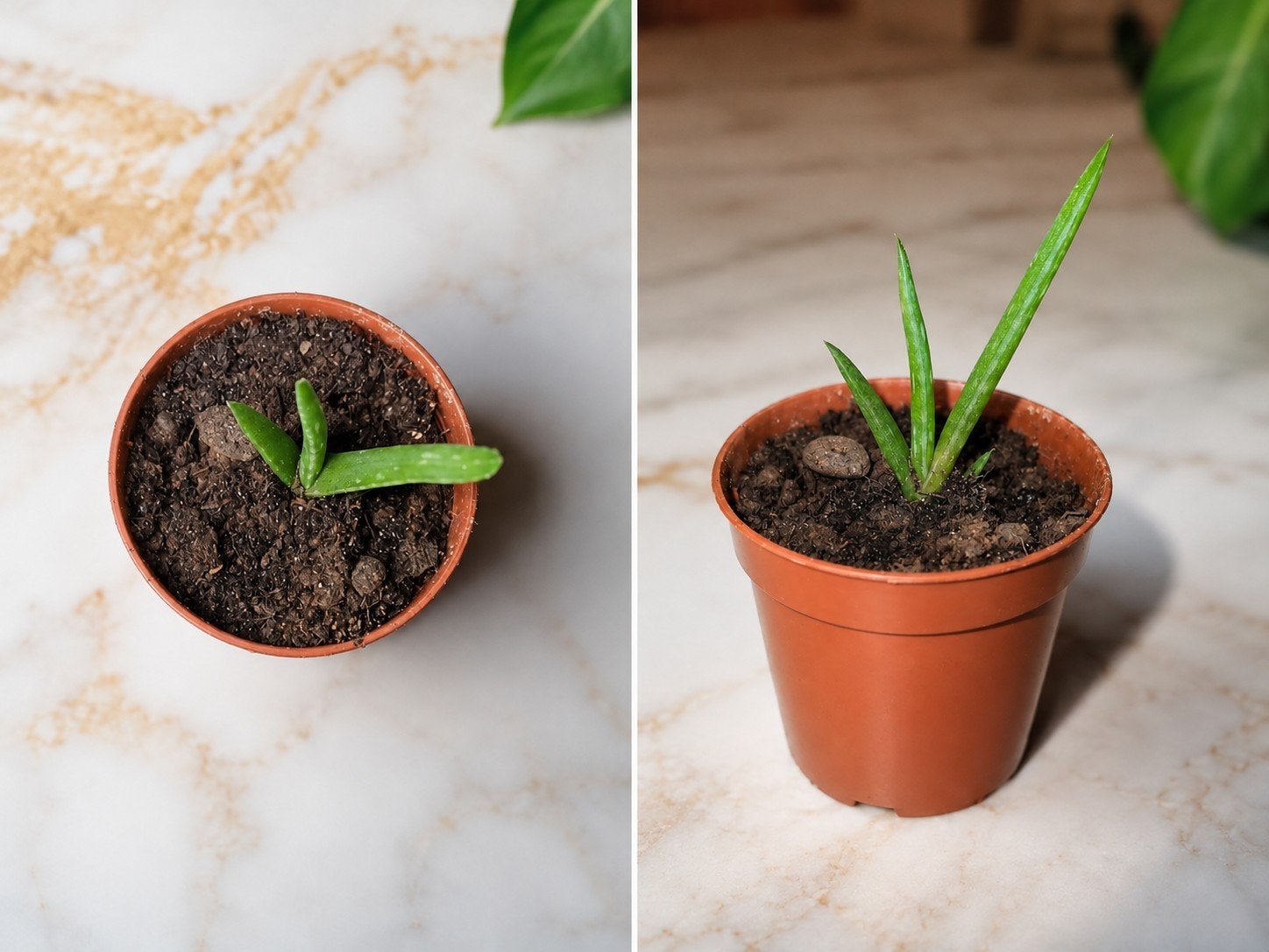 aloe vera bebe, Enlèvement ou Envoi