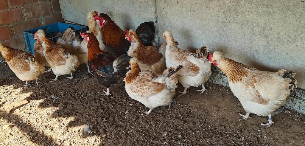 Broedeieren sulmtaler groothoen, Dieren en Toebehoren, Pluimvee, Geslacht onbekend, Kip