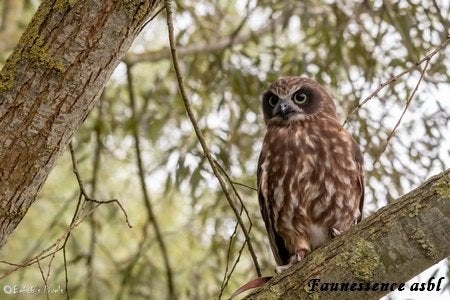 Stage de fauconnerie – Expérience unique avec rapace, Enlèvement, Neuf