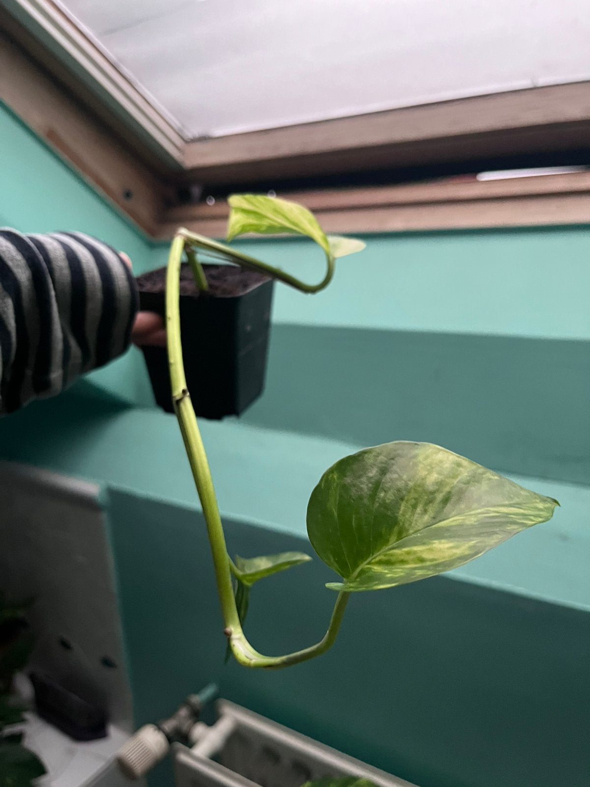 Drakenstaart plant, Tuin en Terras, Planten | Tuinplanten, Ophalen, Vaste plant, Overige soorten, Volle zon