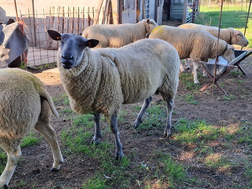Schaapram bleu du maine dekbok, Animaux & Accessoires, Mâle, Mouton, 0 à 2 ans