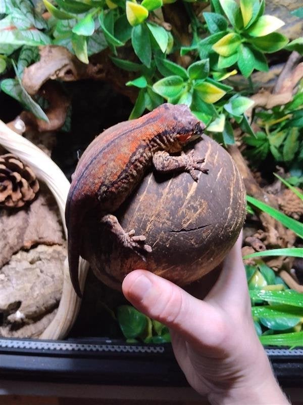 Volwassen Gargoyle Gecko Vrouwtje | Proven | Rood Patroon, Hagedis, Met terrarium, 0 tot 2 jaar