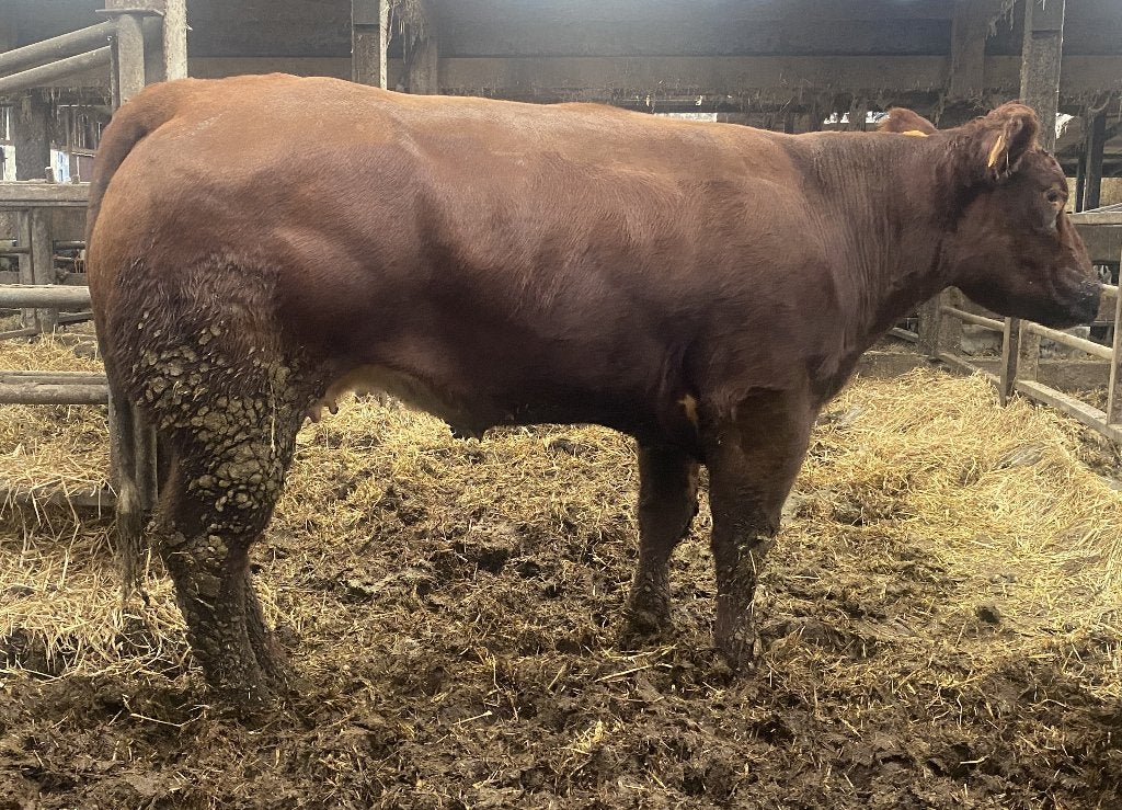 Zuiver West Vlaams Rode jonge stamboekfokkoe, Dieren en Toebehoren, Vrouwelijk, 3 tot 6 jaar