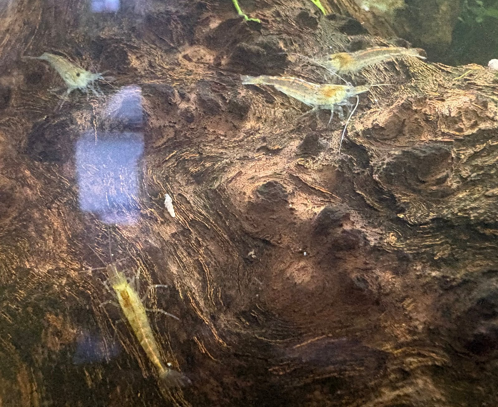 Wildkleur vuurgarnaaltjes, Dieren en Toebehoren, Kreeft, Krab of Garnaal, Zoetwatervis, Schoolvis