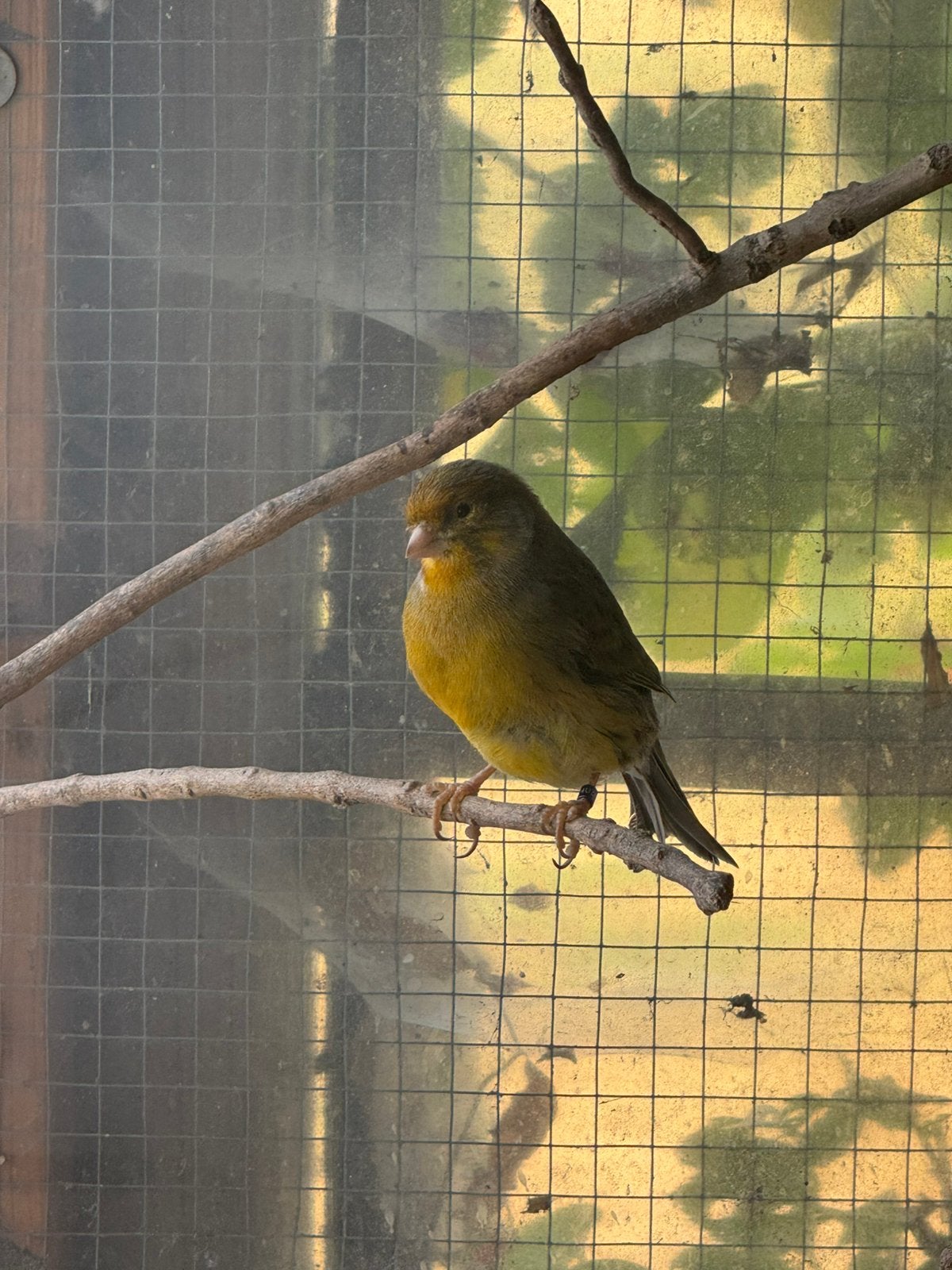 1 kanarie + 3 diamantduifjes, Dieren en Toebehoren, Vogels | Kanaries