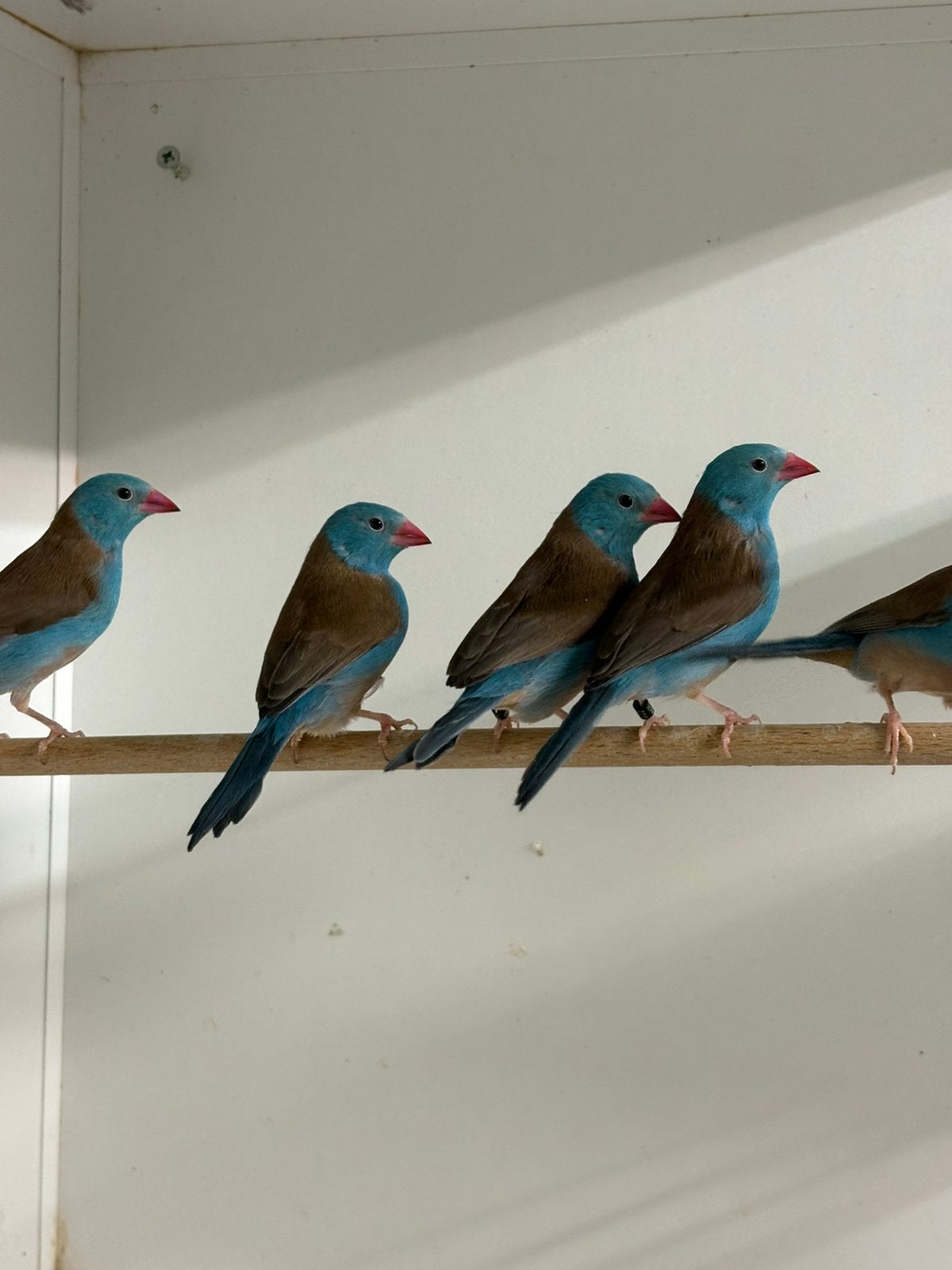 Blauwkop blauwfazanten, Dieren en Toebehoren, Geringd