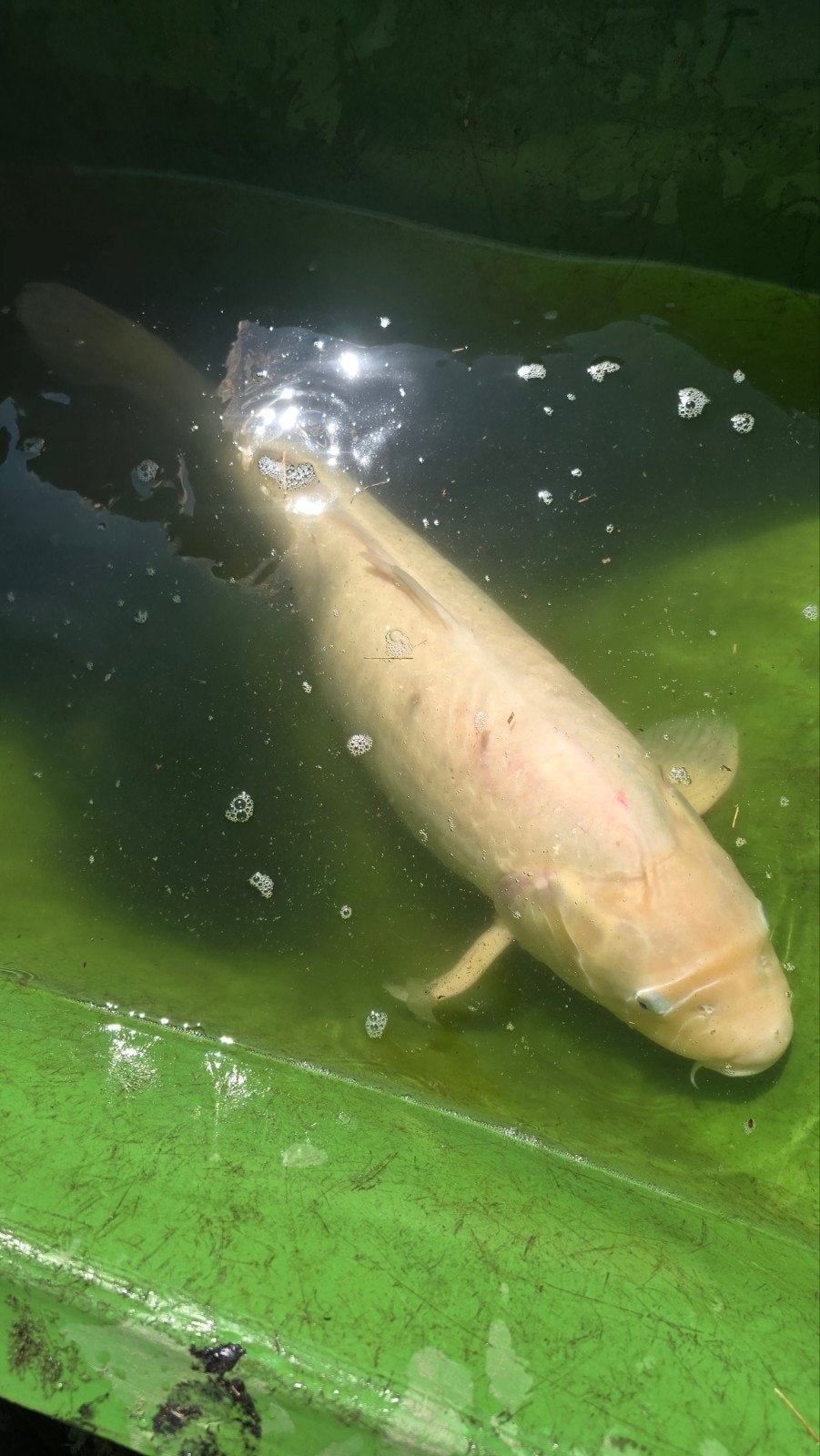 koi karper 60 cm