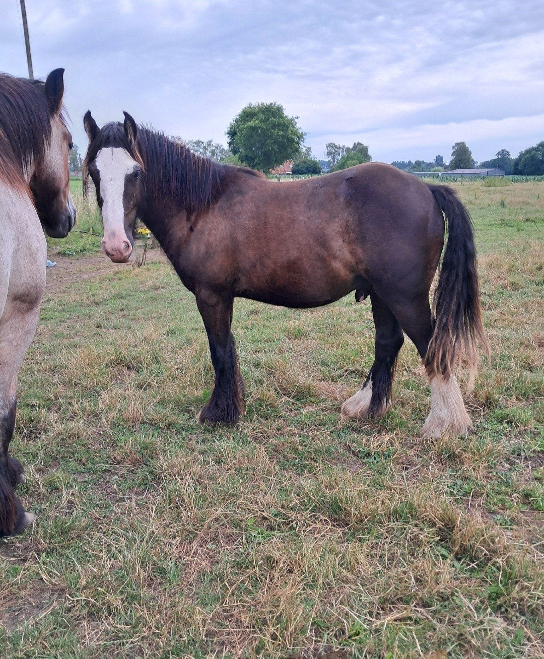 knappe c pony, Étalon