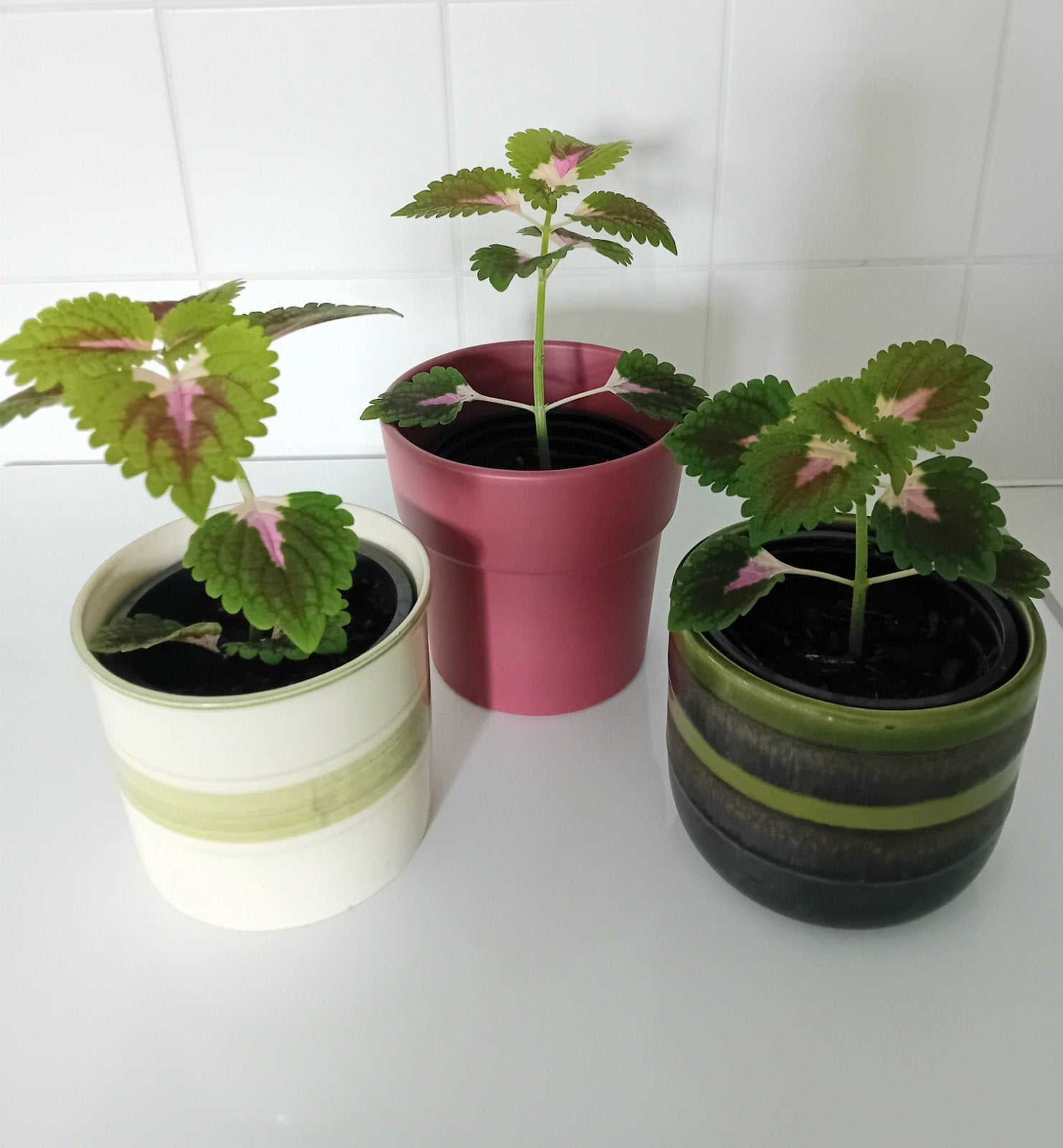 Siernetel in keramik ompotje, kan in bloei komen 🤩, Maison & Meubles, Autres espèces, En pot, Plante à fleurs, Moins de 100 cm