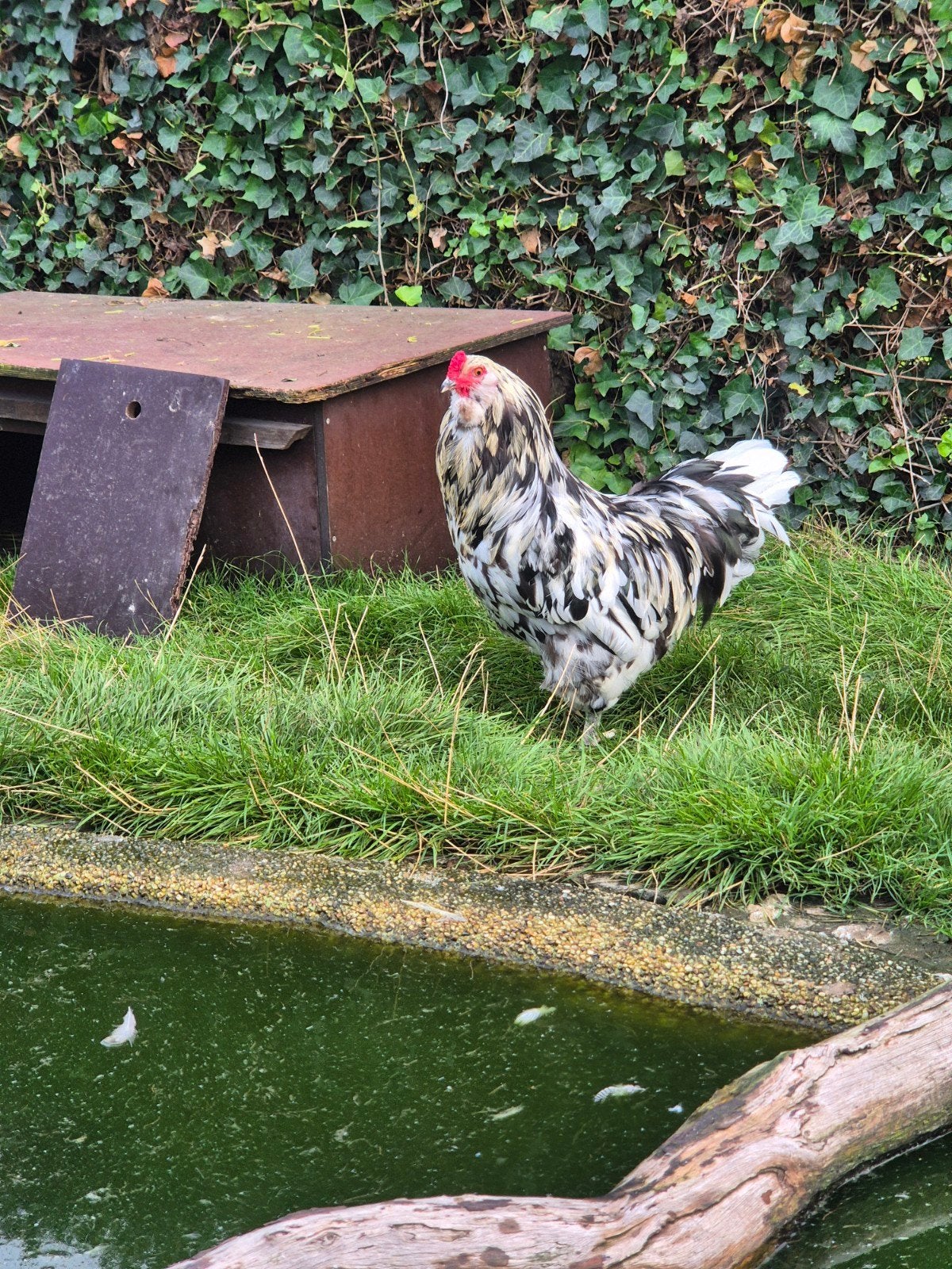 blauwlegger hanen, Mâle, Poule ou poulet