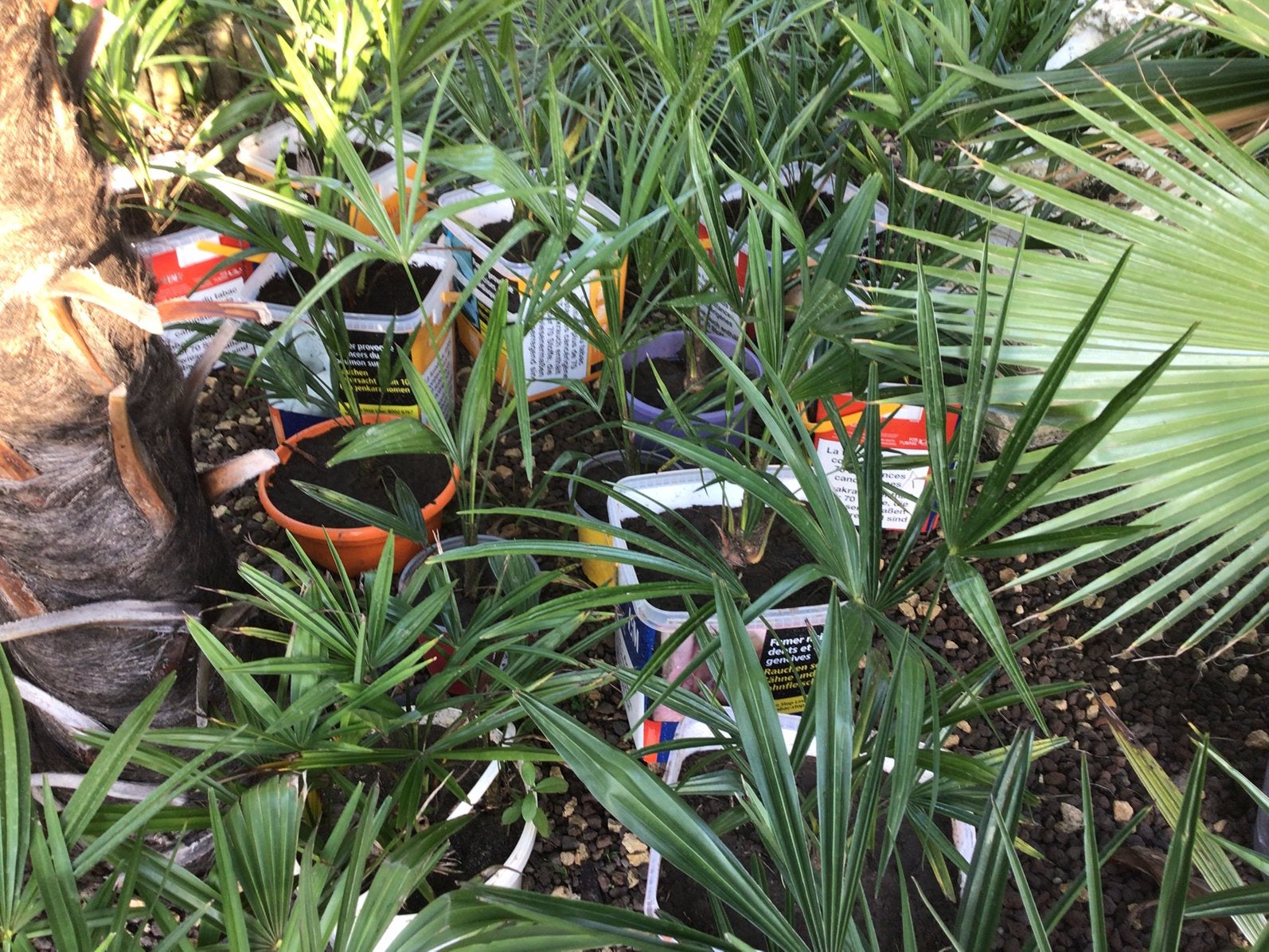 Palmen, Tuin en Terras, Ophalen, Volle zon, Wortelstok
