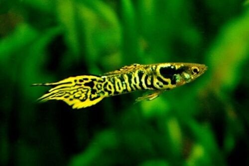 Guppy Endler Snake Skin, Poisson, Poisson d'eau douce, Banc de poissons