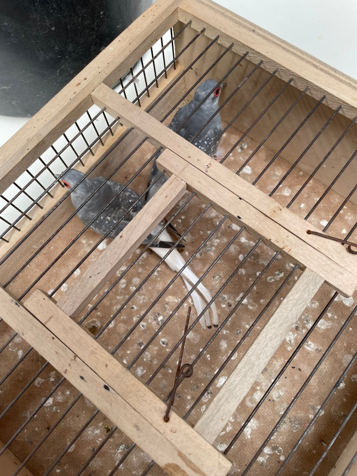 Diamantduifjes, Dieren en Toebehoren, Meerdere dieren, Tropenvogel