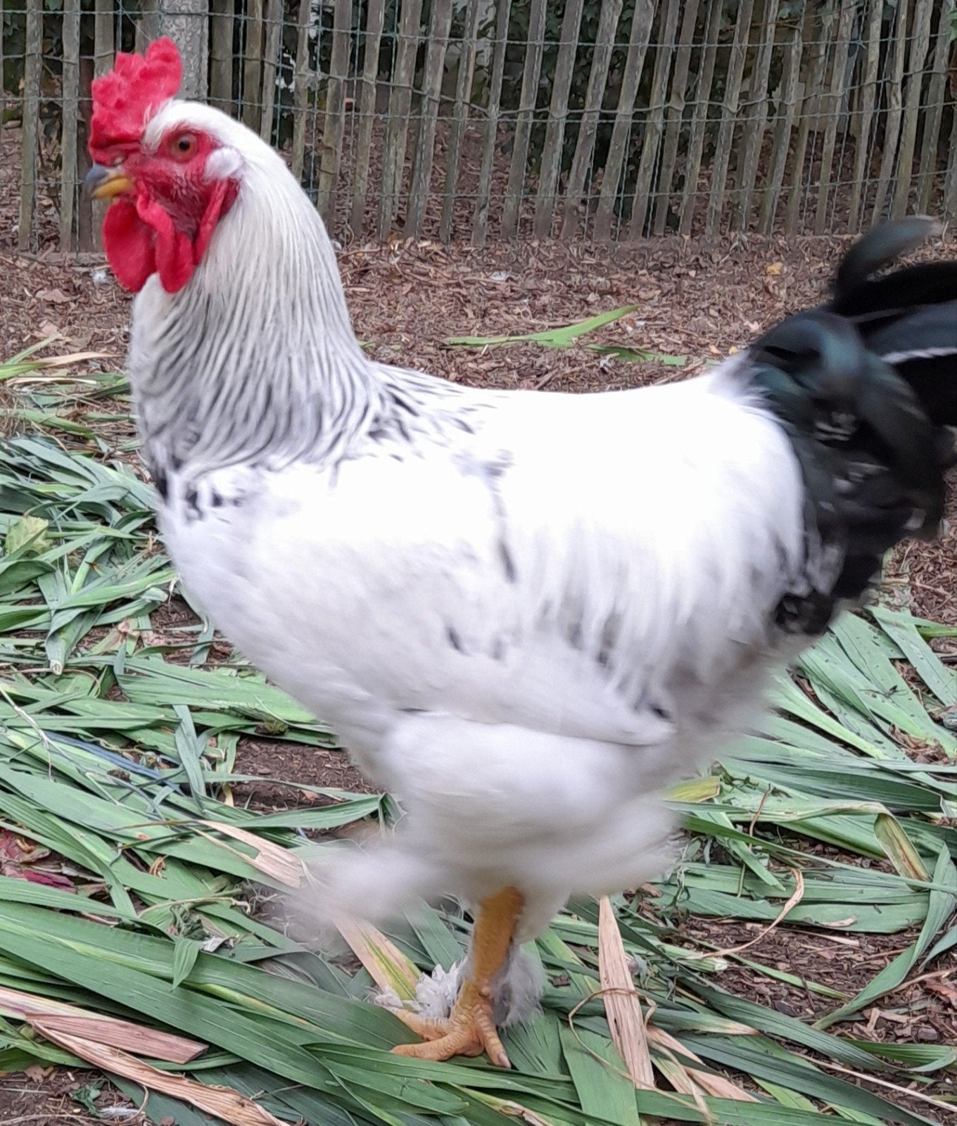 Grote baramha haan, Animaux & Accessoires, Volatiles, Mâle, Poule ou poulet