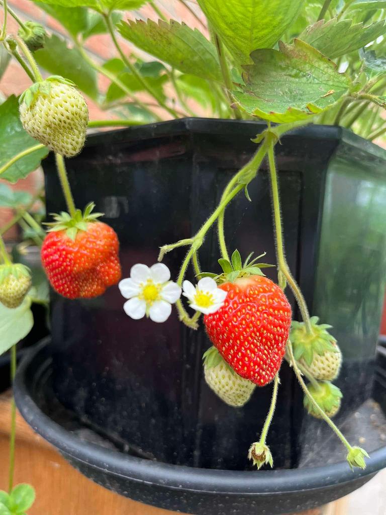 Frambozen-, bramen- en aardbeienplanten te koop!, Ophalen of Verzenden