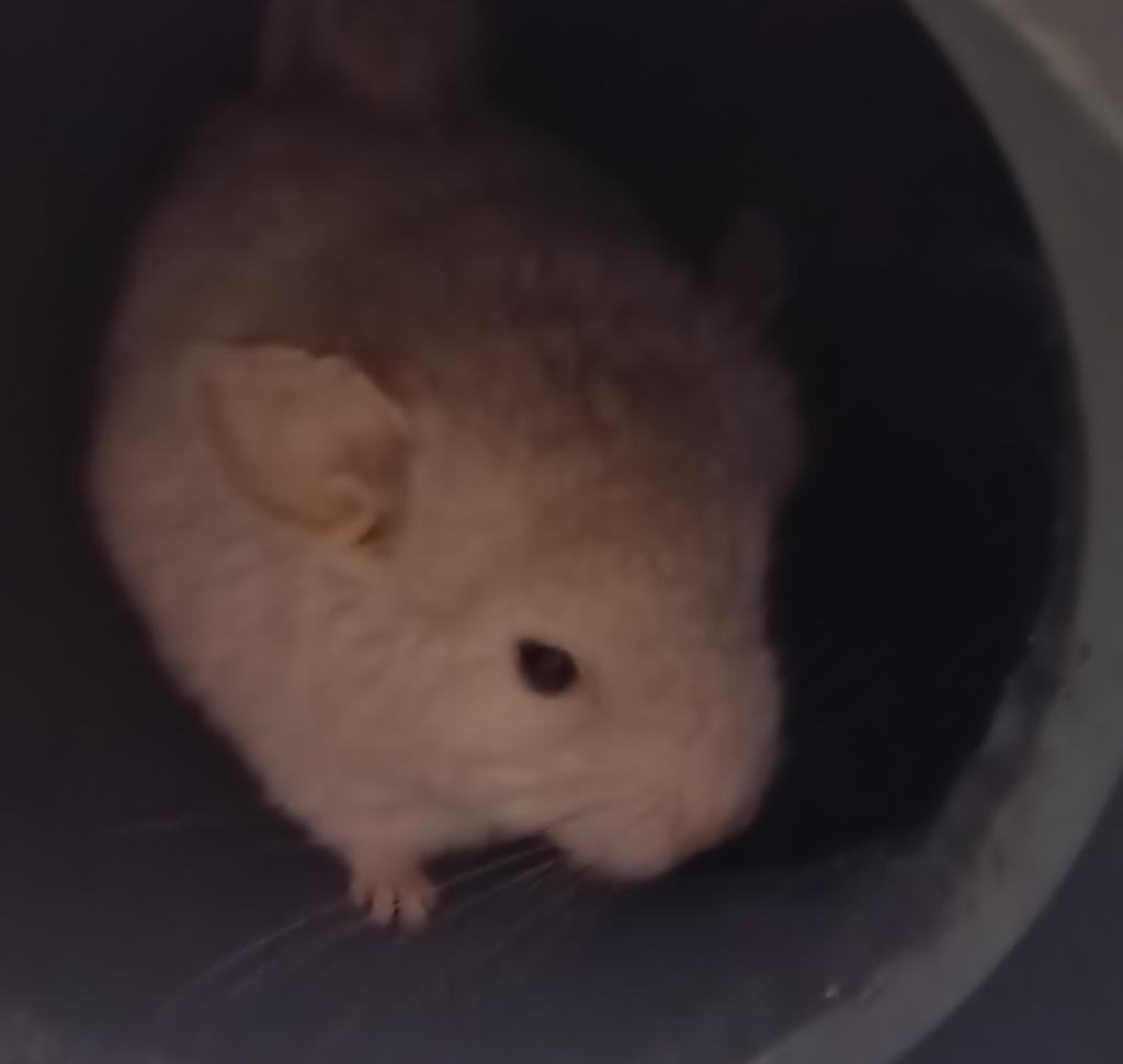 Chinchilla, April, Chinchilla