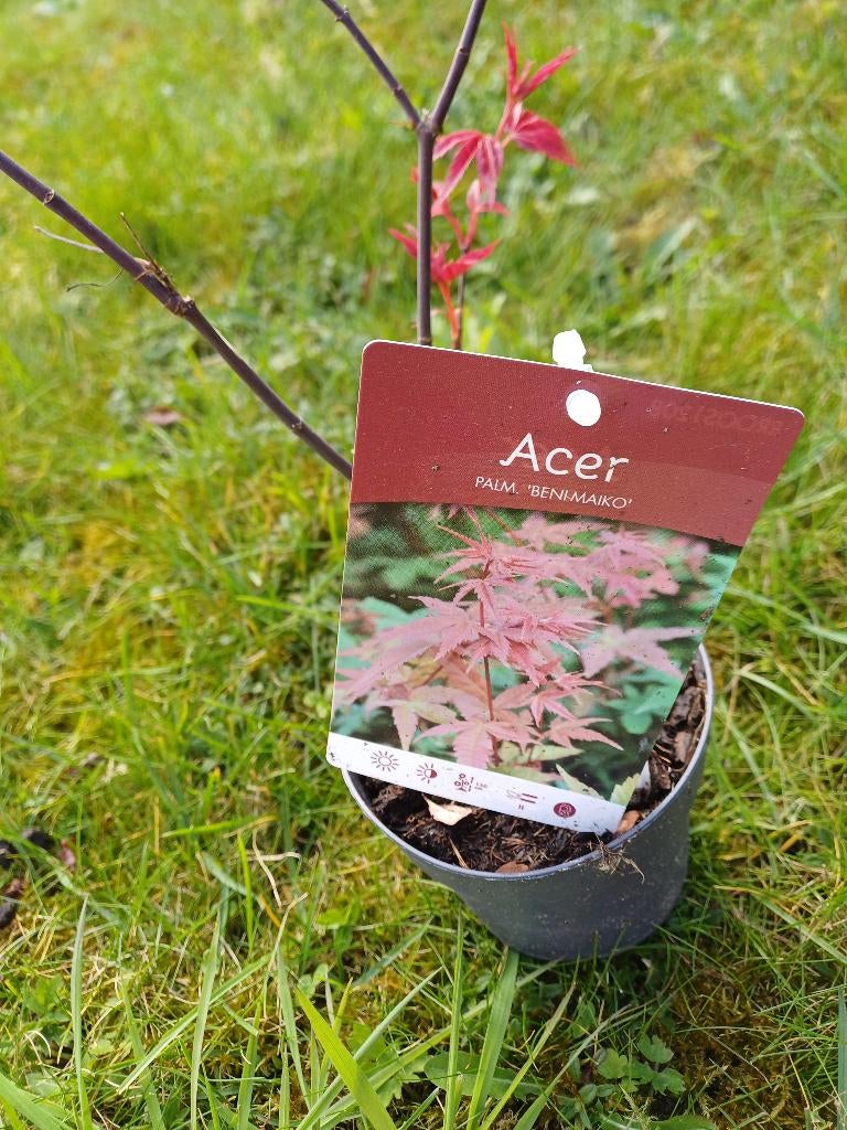 Acer, Ophalen, Minder dan 100 cm