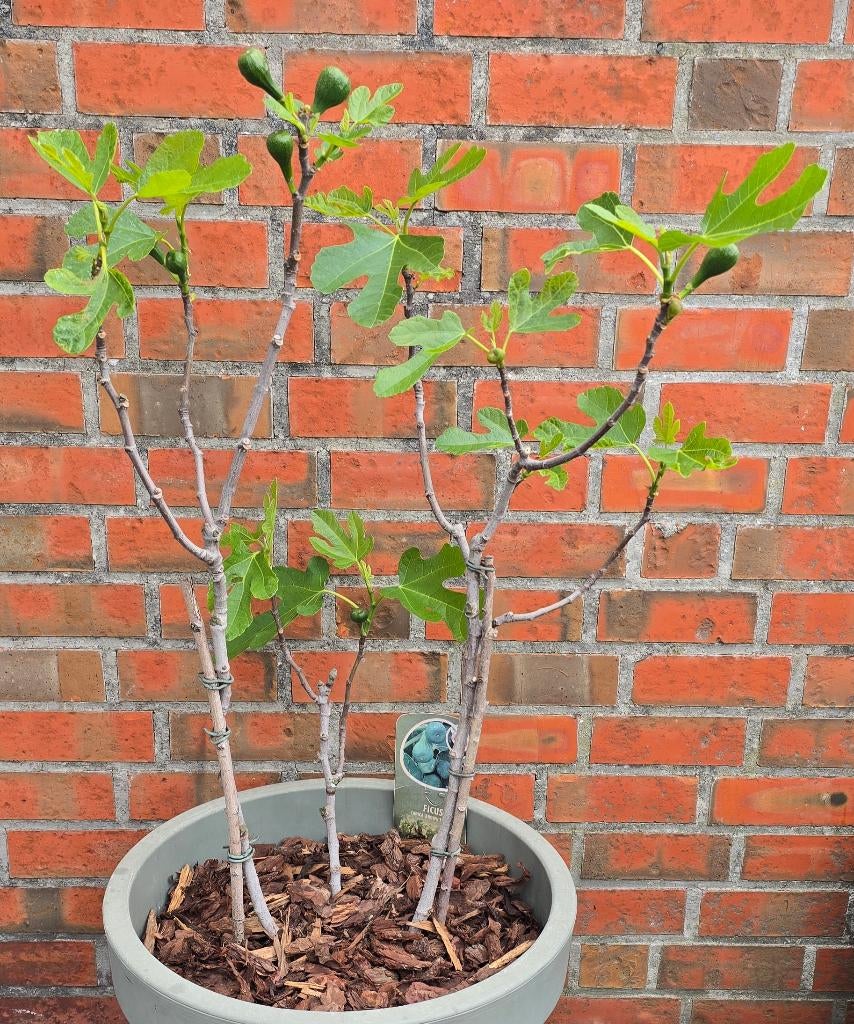 Vijgenboom 'BROWN TURKEY' vijgen boom Ficus Carica 1v10, Overige soorten, Lente, 100 tot 250 cm, Ophalen