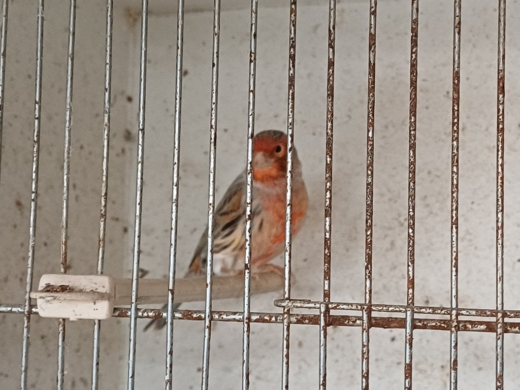 Rood Agaat kanaries, Mâle, Canari de couleur