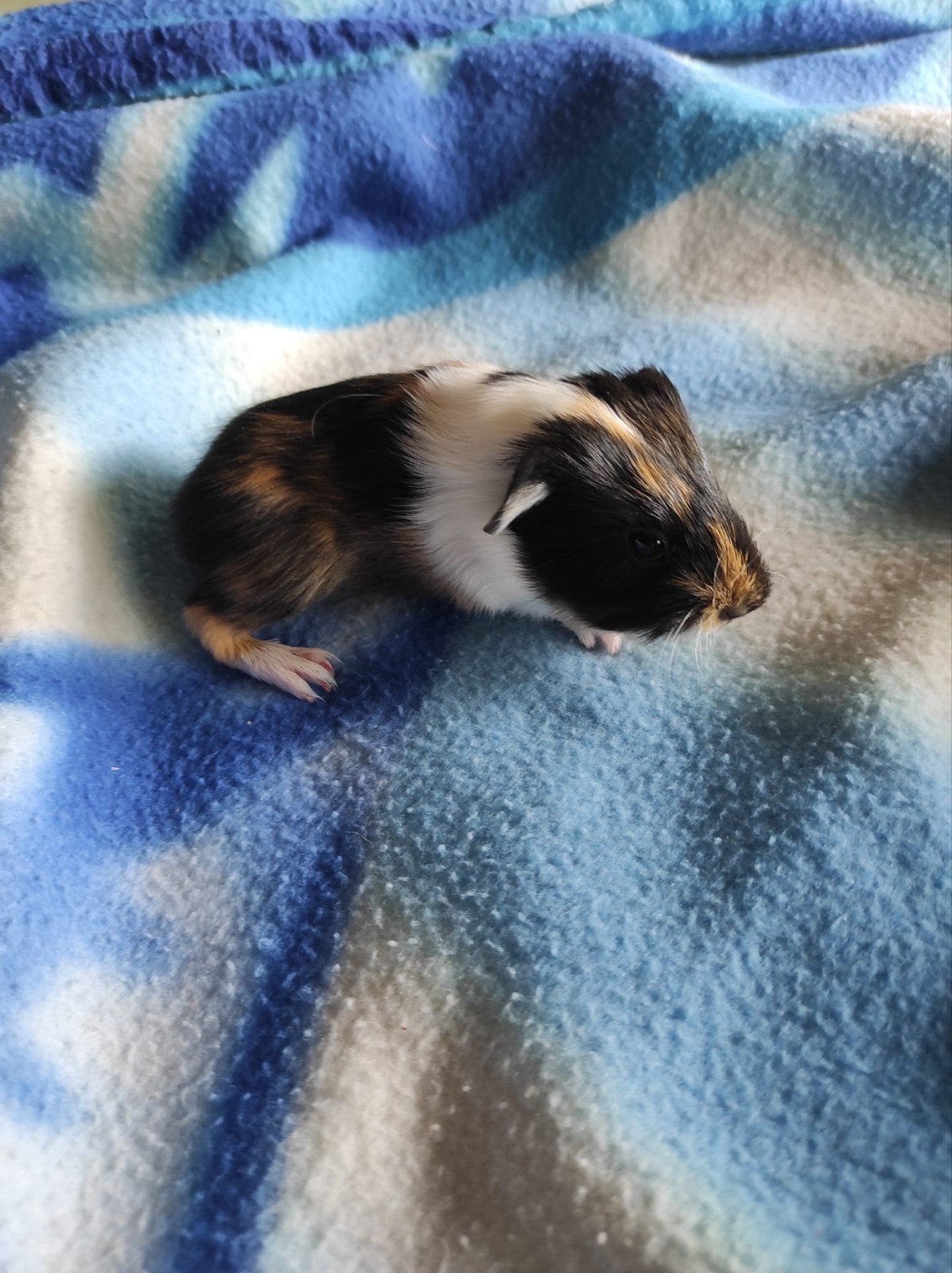 jong caviatje beertje gereserveerd voor lore lees beschrijvi, Juli, Mannelijk, Cavia