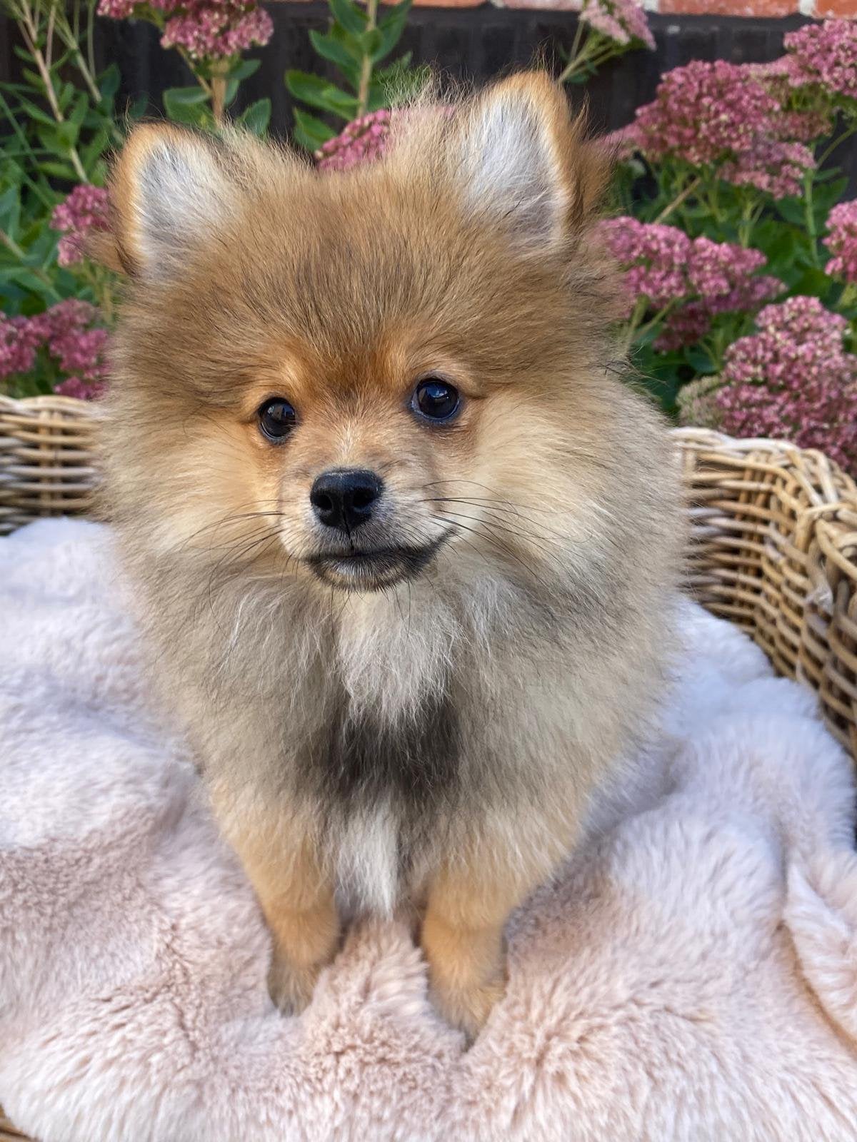 Spitz nain, 15 semaines à 1 an, Loulou, Maladie de Carré (chiens), Éleveur | Professionnel