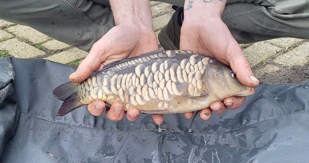 Frans-Hongaarse karper 20-30cm, Dieren en Toebehoren, Karper of Koi