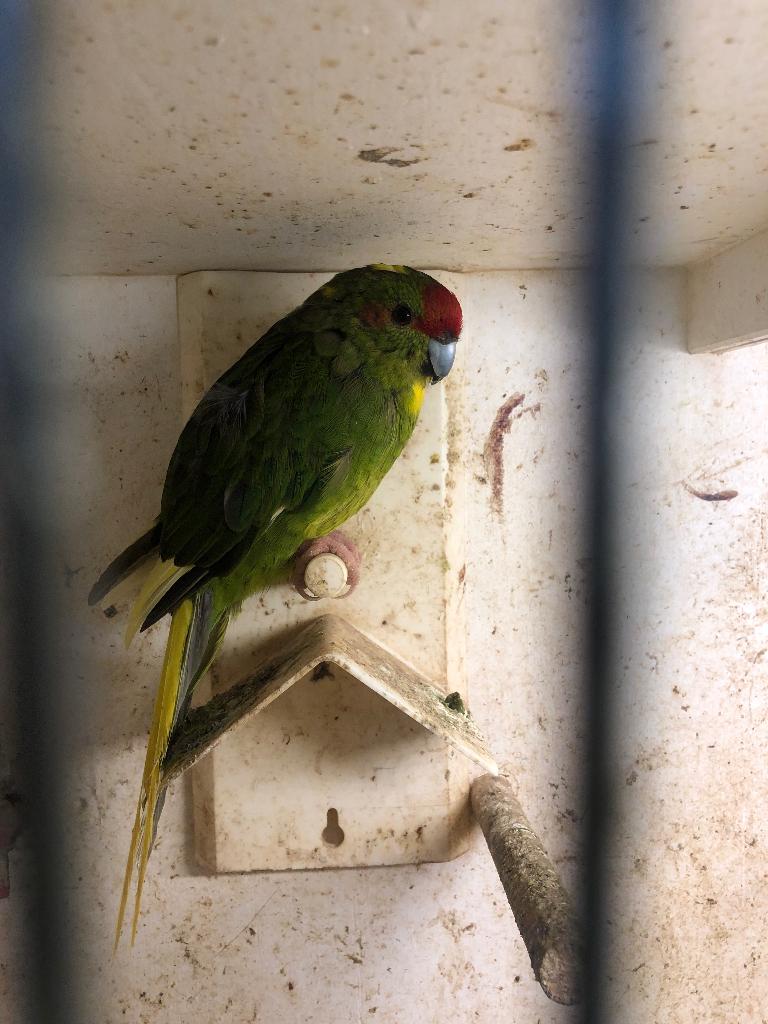 Kakariki groen wildkleur met bont, Animaux & Accessoires, Oiseaux | Perruches & Perroquets, Bagué