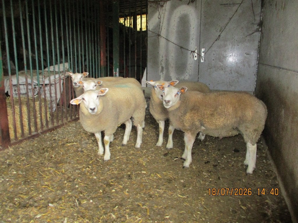 schapen, Animaux & Accessoires, Moutons, Chèvres & Cochons, Mâle, Mouton, 0 à 2 ans