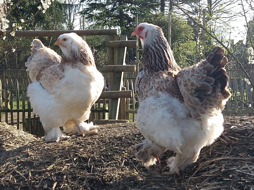 brahma zalm blauw broedeieren, Dieren en Toebehoren
