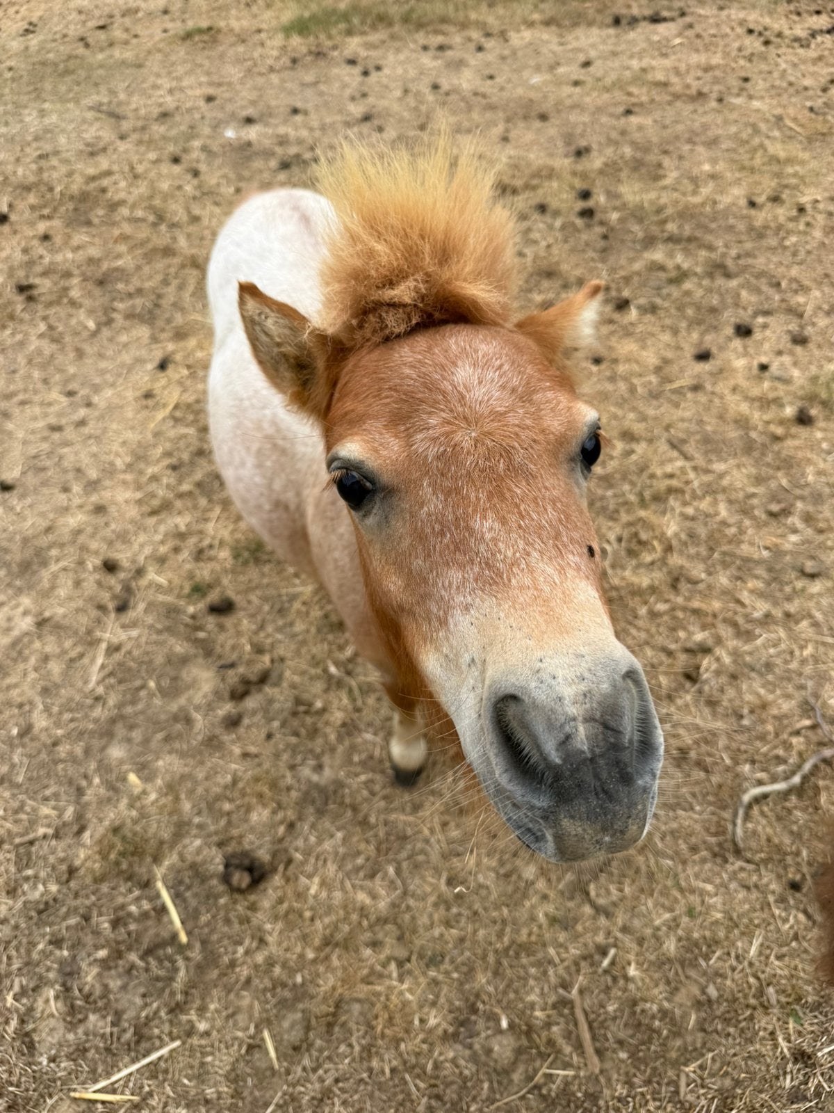 Mini shetlander hengst, Met stamboom, Niet van toepassing, 0 tot 2 jaar, Hengst