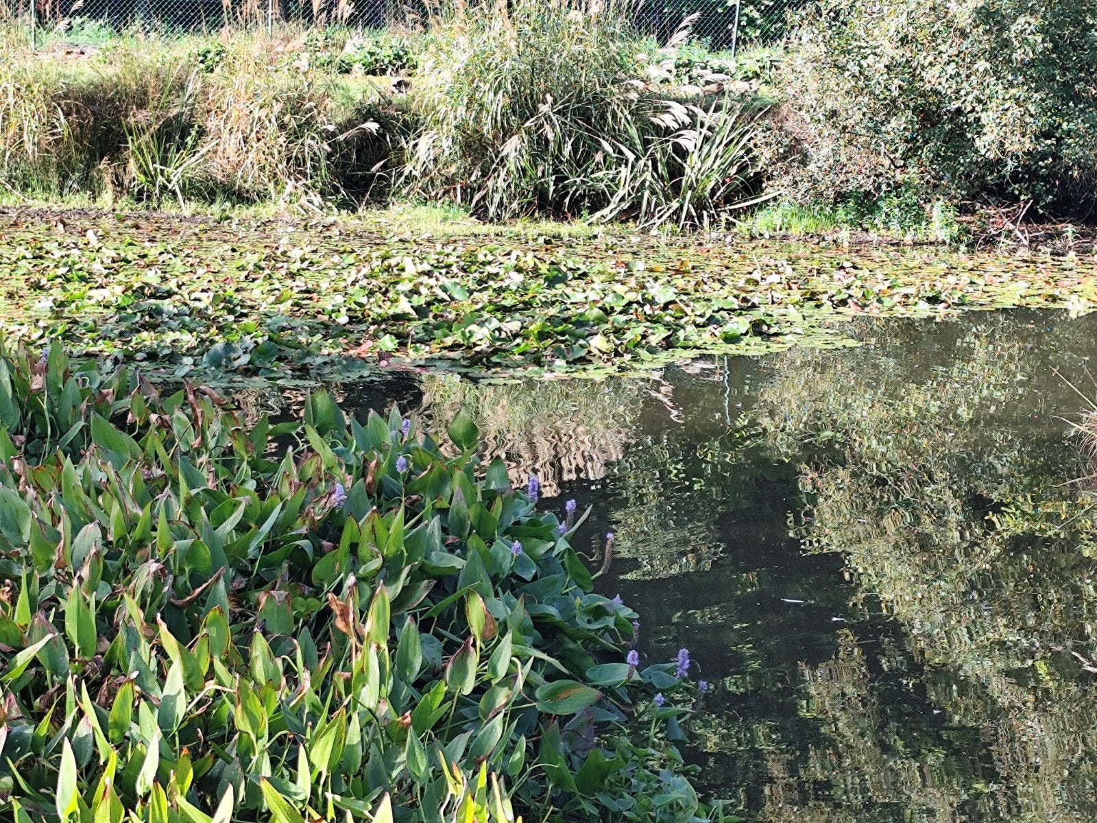 vijverplanten, Ophalen, Nieuw